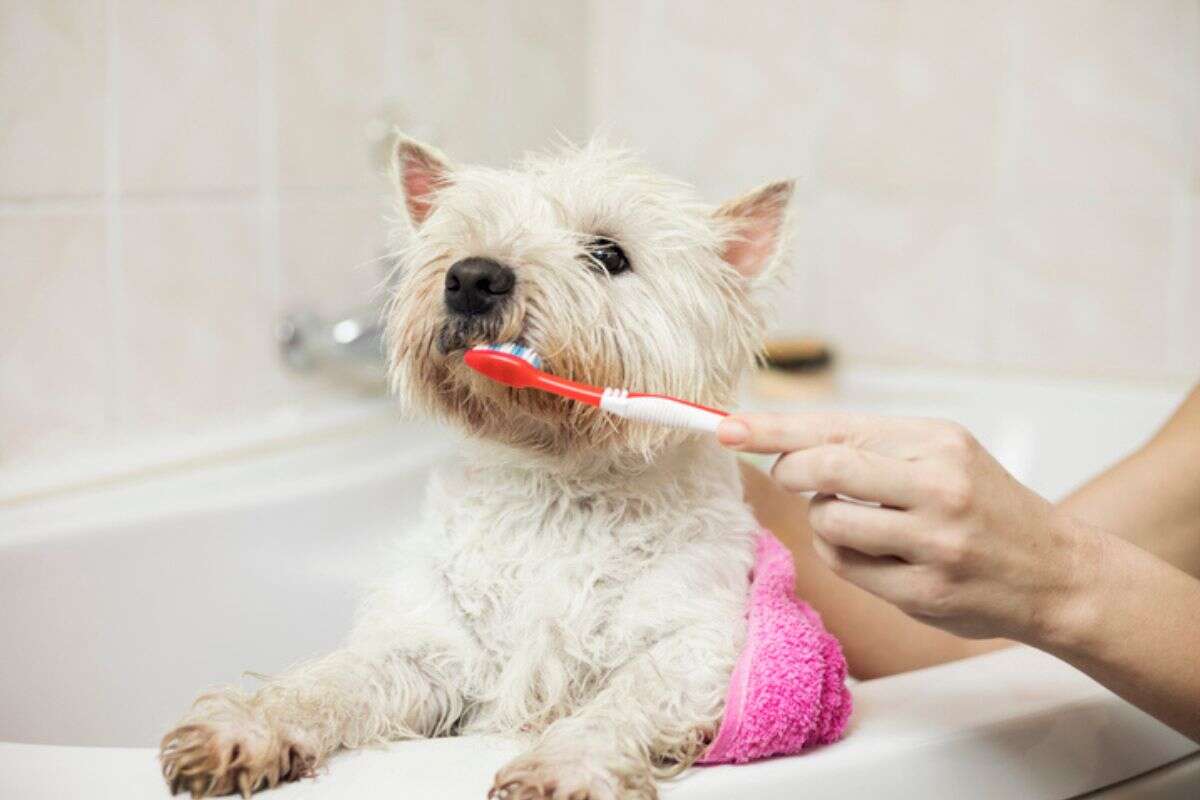 Precisa ir ao dentista? Veja como cuidar da saúde bucal dos pets