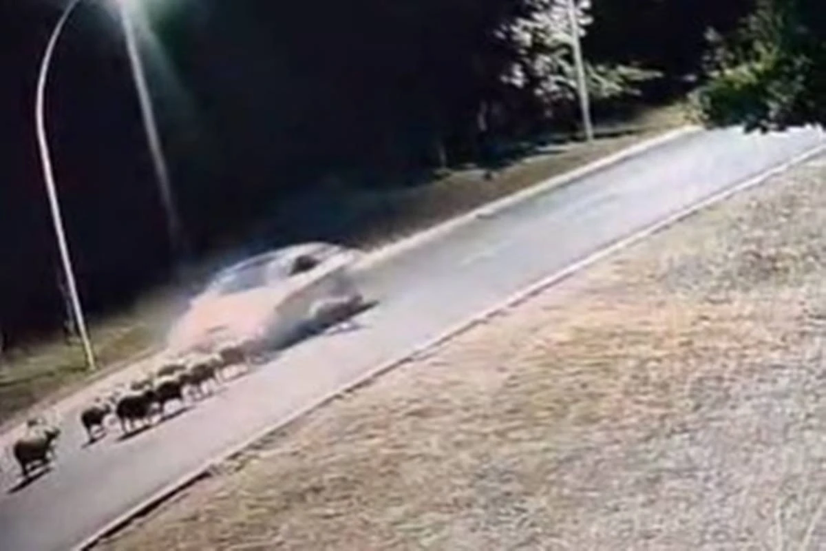 Motorista que atropelou capivaras alegou “não ter visto” bichos na via