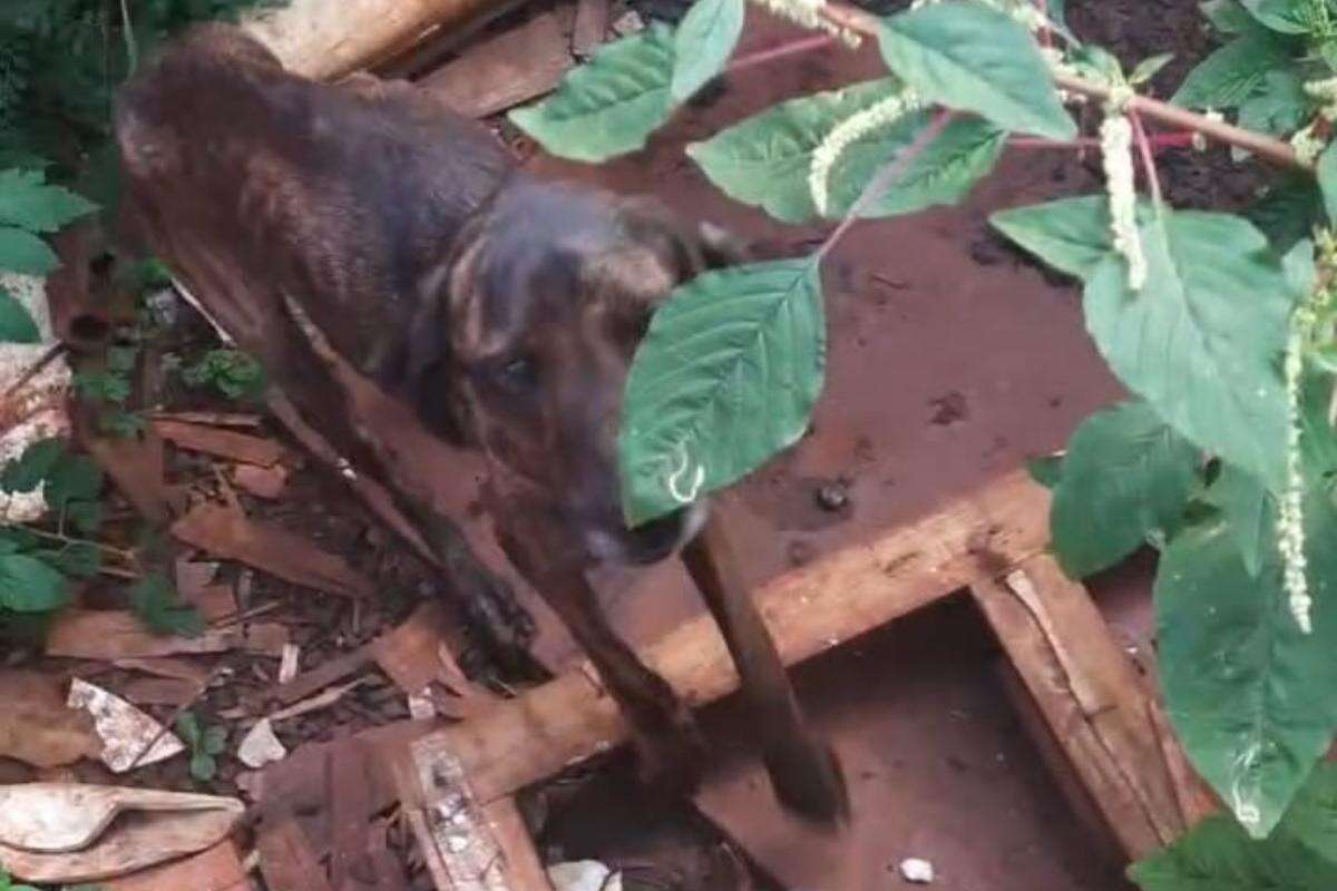 Maus-tratos em SP: cachorro morto e mais 5 feridos são encontrados