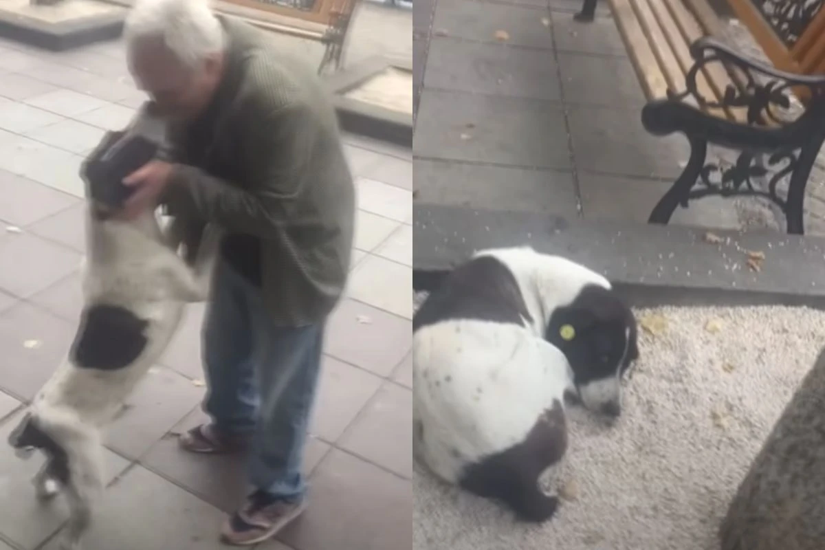 Tutor reencontra cachorro desaparecido após 3 anos de busca incansável