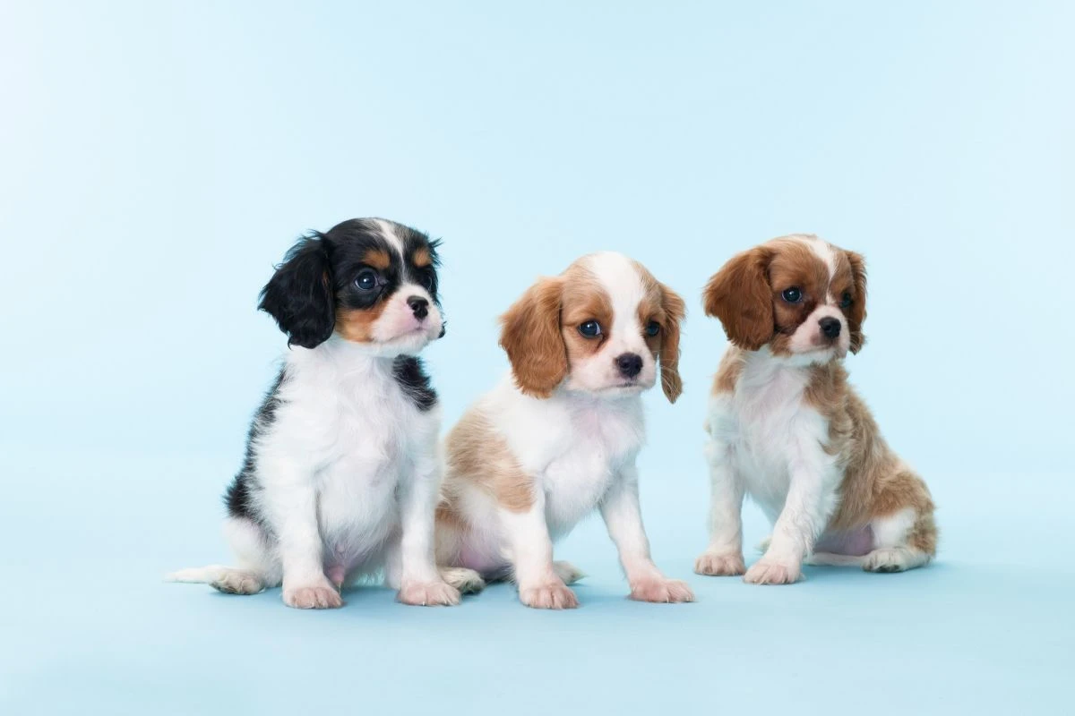 Cães de raça são furtados no litoral e dona suspeita ter sido dopada