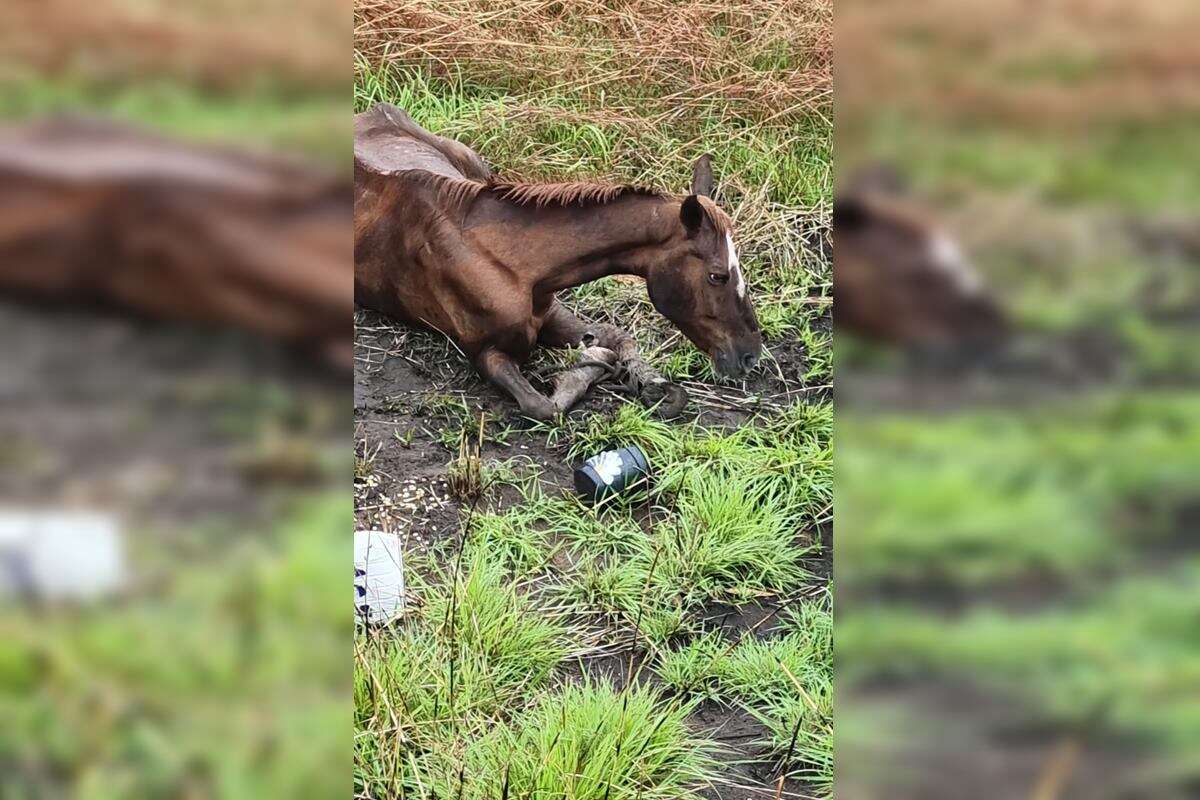 Cavalo é encontrado com patas quebradas em via pública do DF. Vídeo