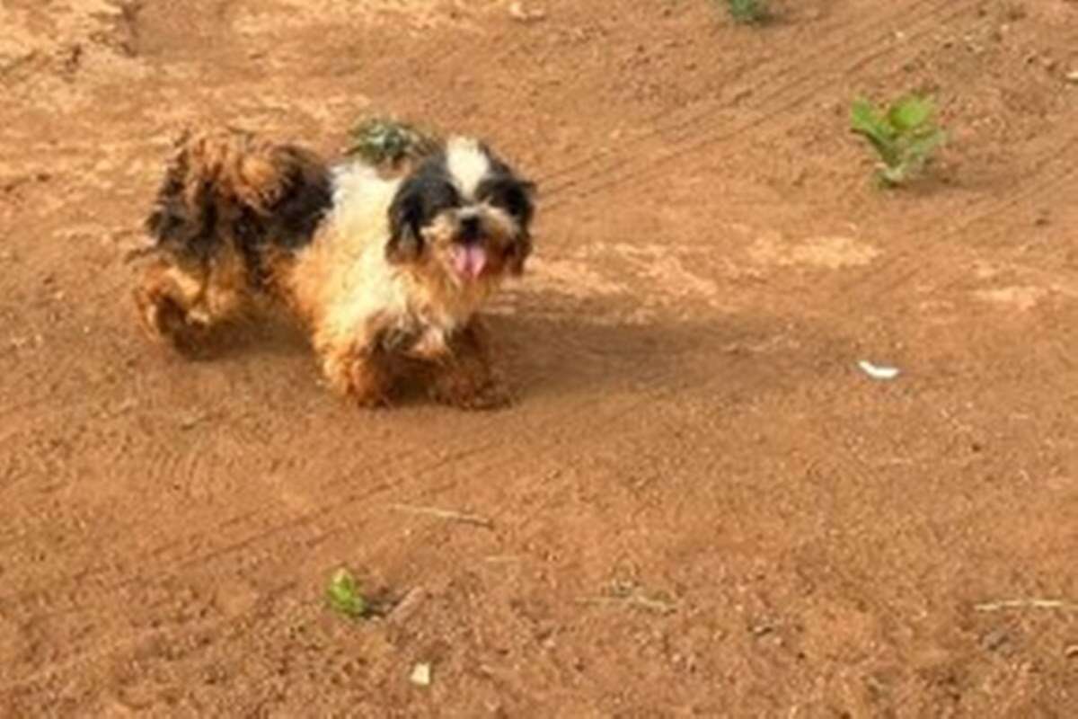 Após maus-tratos, animais encontrados em invasão precisam de ajuda