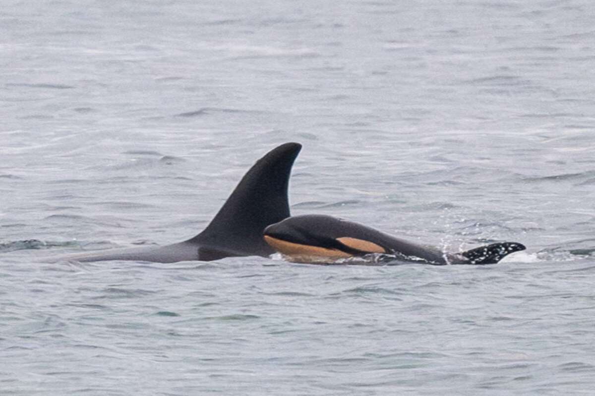 Orca que já sofreu perda volta a carregar outro corpo de filhote morto