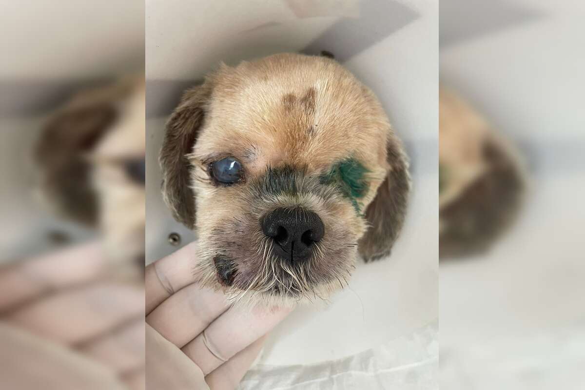 Fotos: cadela é abandonada com larvas no ânus e machucados pelo corpo