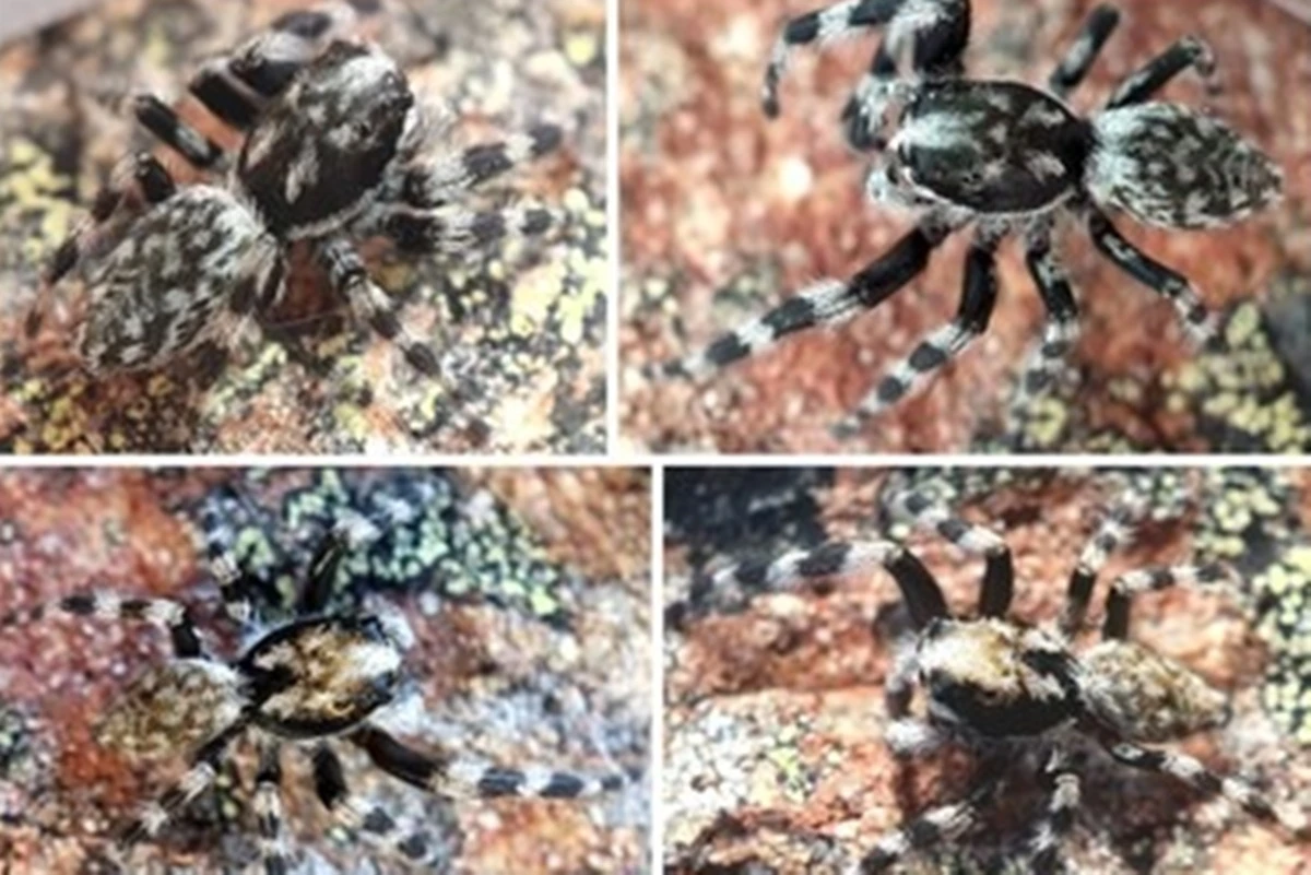 Cientistas encontram nova espécie de aranha saltadora na Nova Zelândia