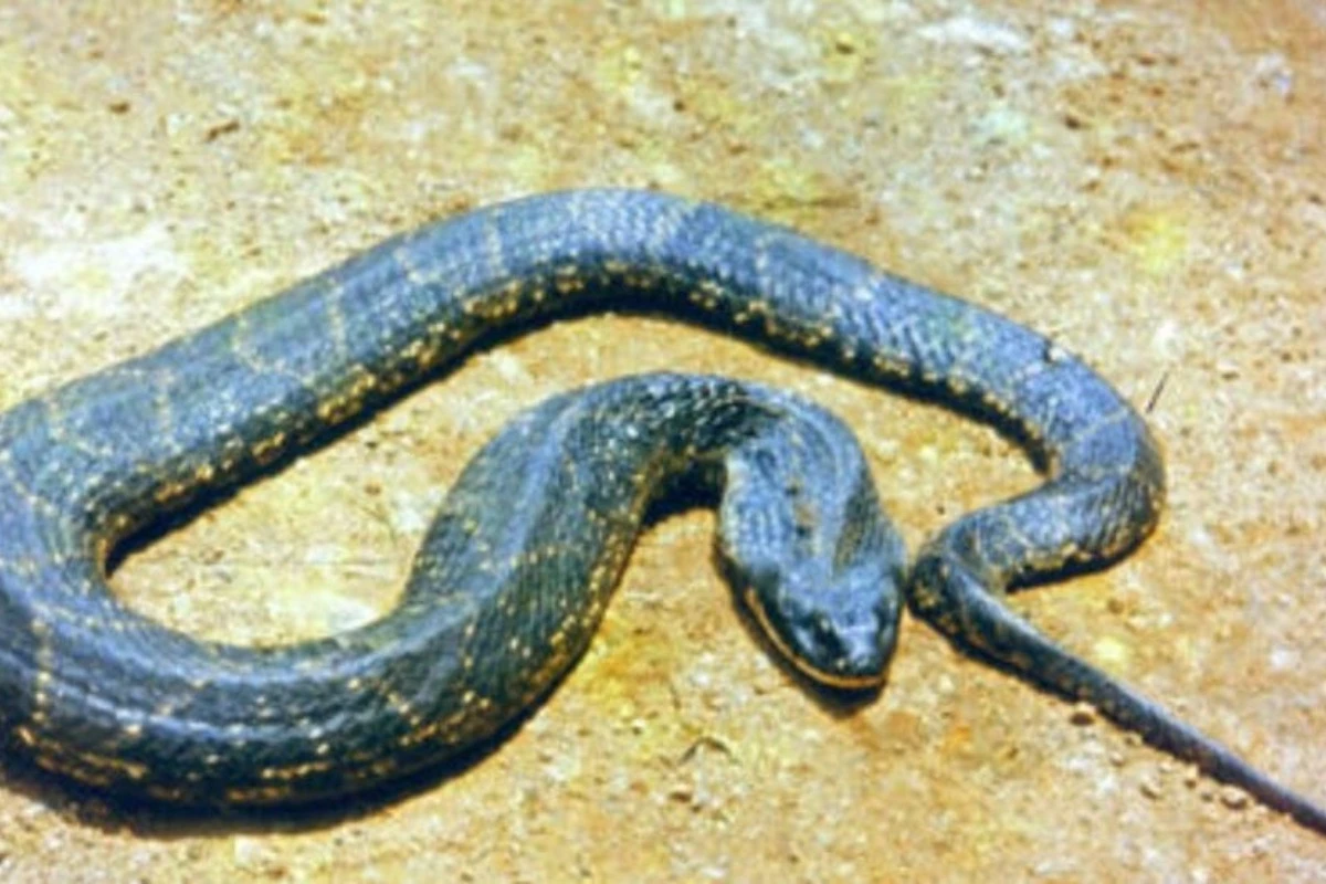 Homem é hospitalizado após ser picado por cobra no sótão de casa