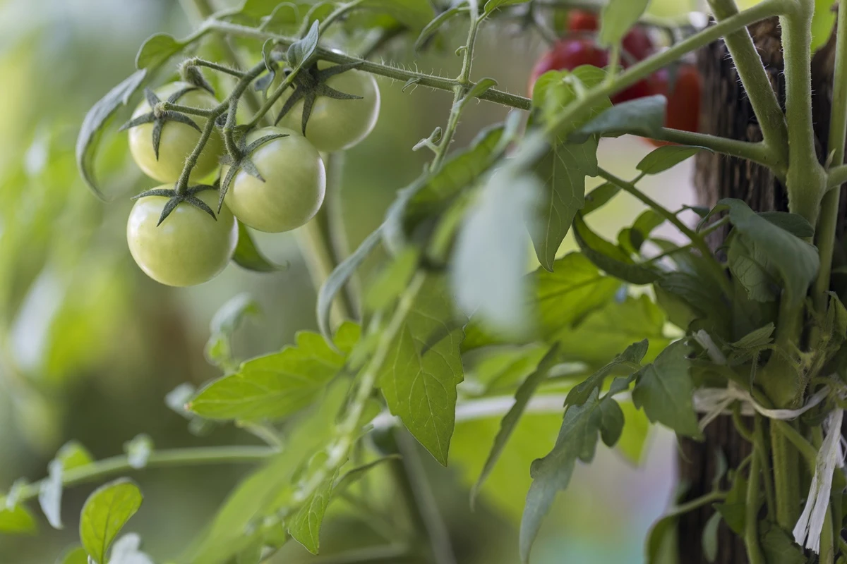 Cientistas descobrem tomate que “evoluiu ao contrário” no Equador