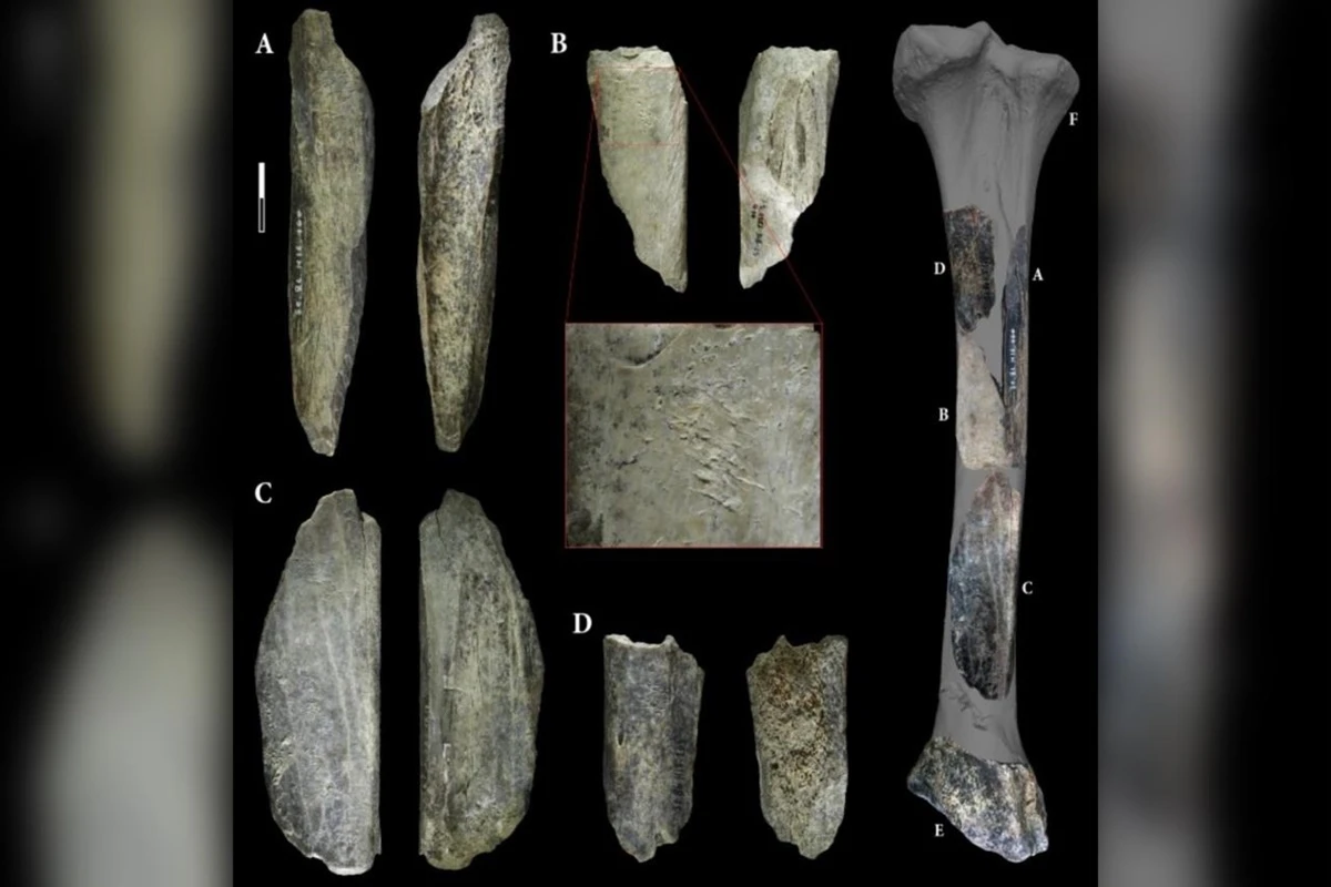 Arqueólogos acham “canivete” feito com ossos de leão por neandertais