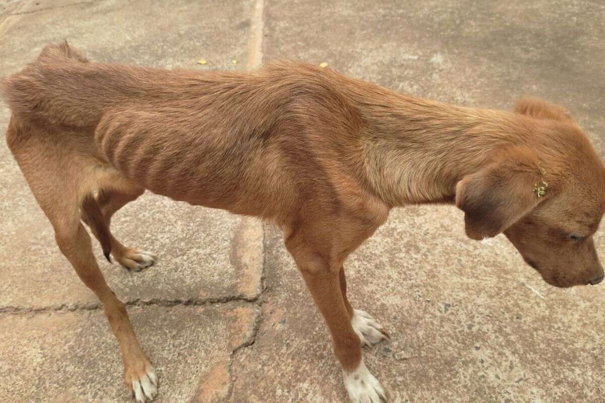 Magreza excessiva e apatia: tutor é multado por maus-tratos a cão