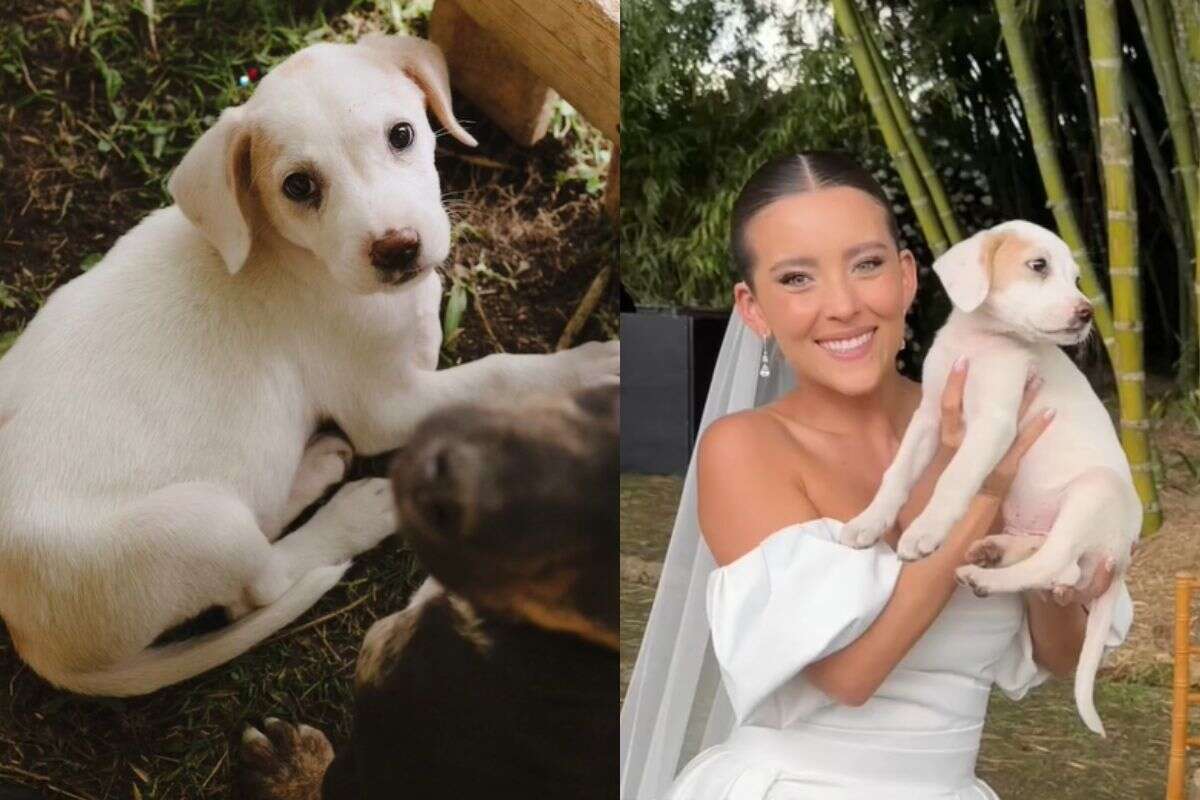 Veterinária faz casamento em fazenda e promove feira de adoção de pets