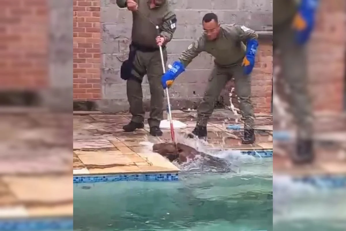 Capivara de 85 kg usa piscina de casa para se refrescar e é resgatada