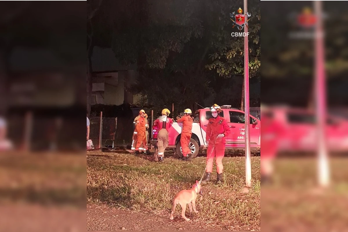 Bombeiros resgatam dois cães e um gato de casa incendiada no Guará