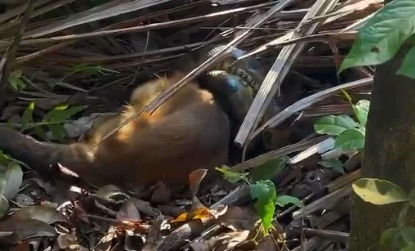 Guia turístico flagra sucuri sufocando macaco-prego. Vídeo