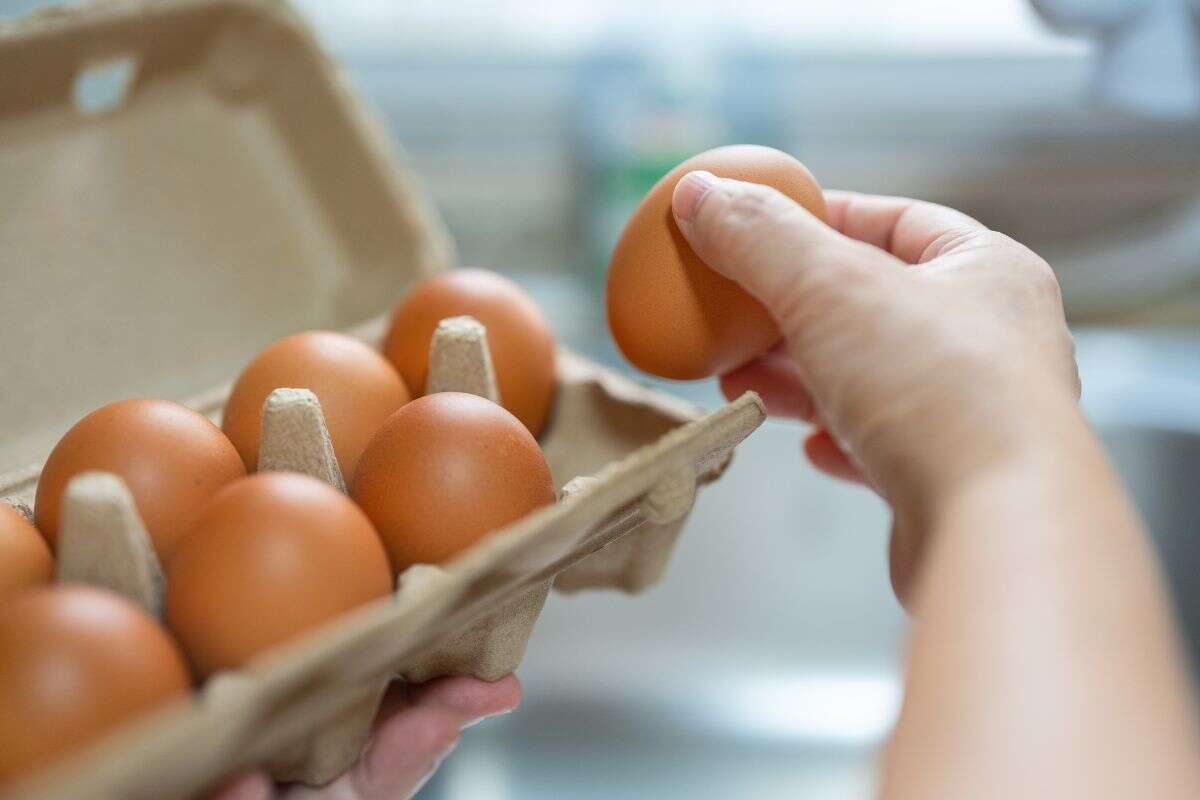 Preço do ovo dá primeiros sinais de queda, indica pesquisa da USP