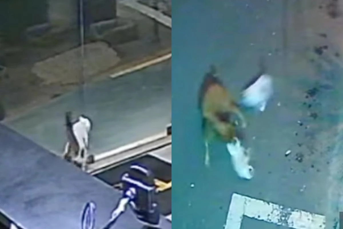 Vídeo: gato enfrenta cachorro e salva companheira felina em SP. Veja