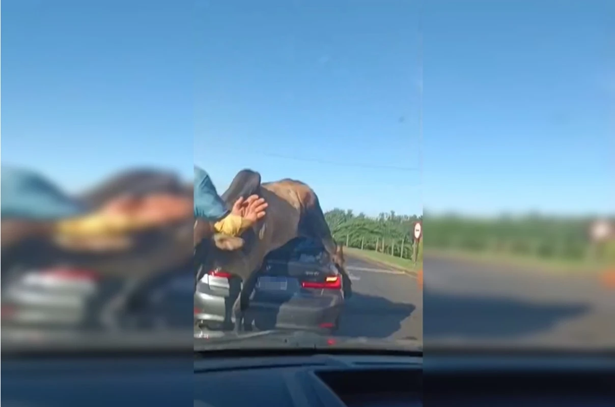 Vídeo: touro bravo trava trânsito e arregaça BMW com chifrada sinistra