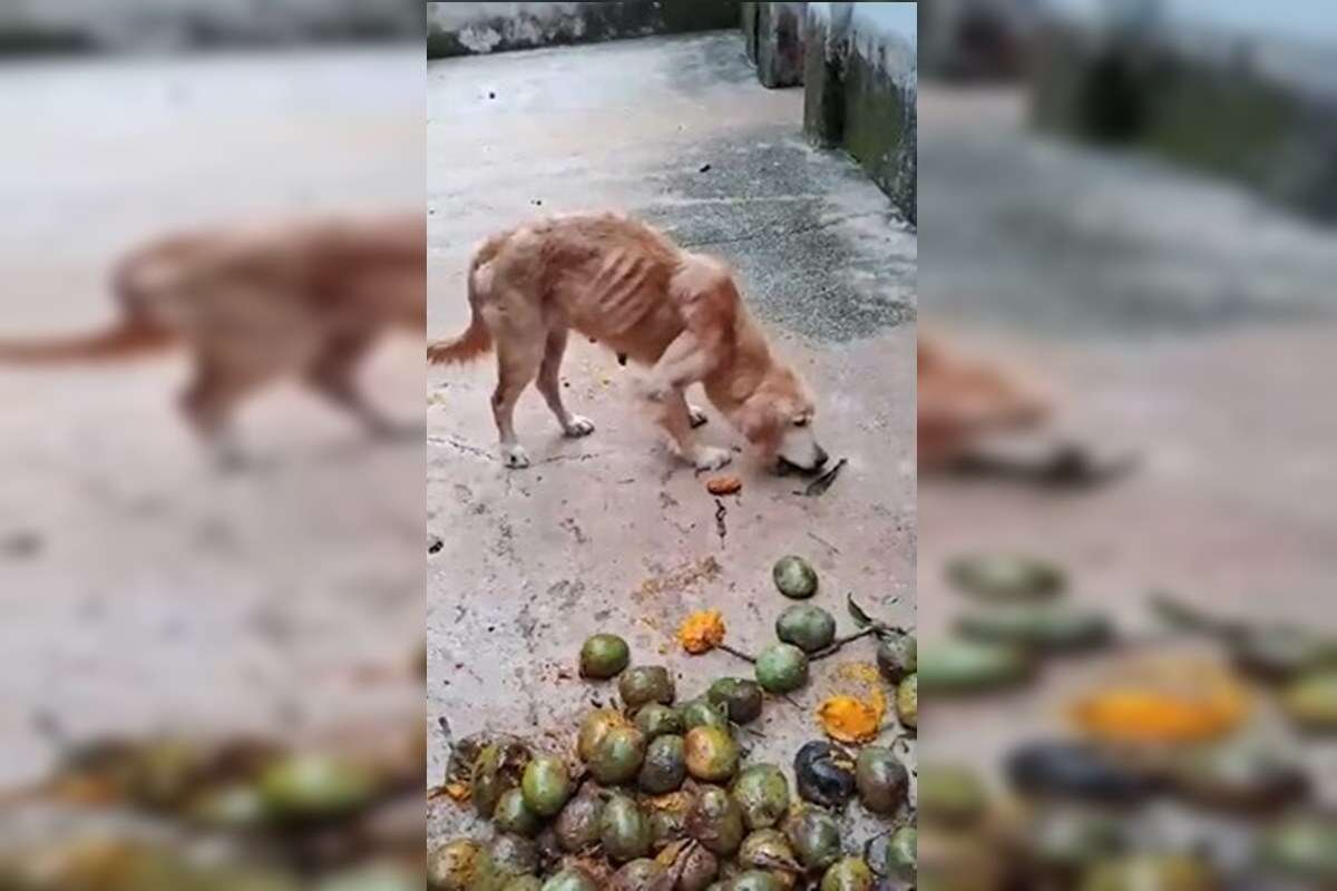 Cães vítimas de maus-tratos sobreviviam com frutas podres no DF. Vídeo