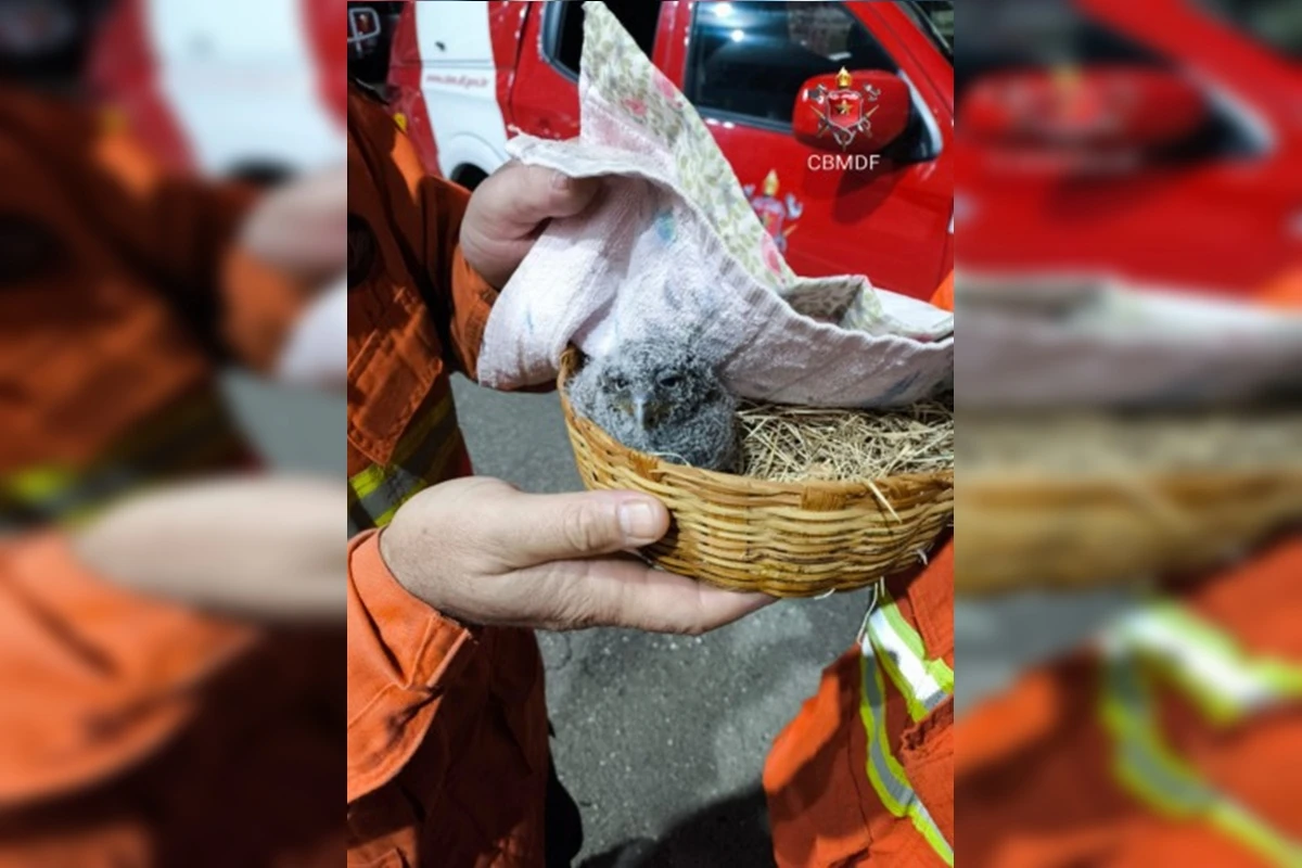 Filhote de coruja é resgatado por bombeiros em Planaltina. Vídeo