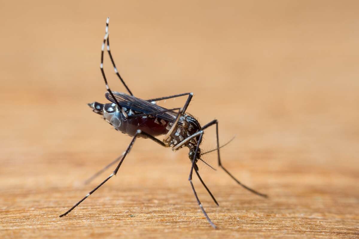 Cientistas descobrem como zika afeta a formação do cérebro de bebês