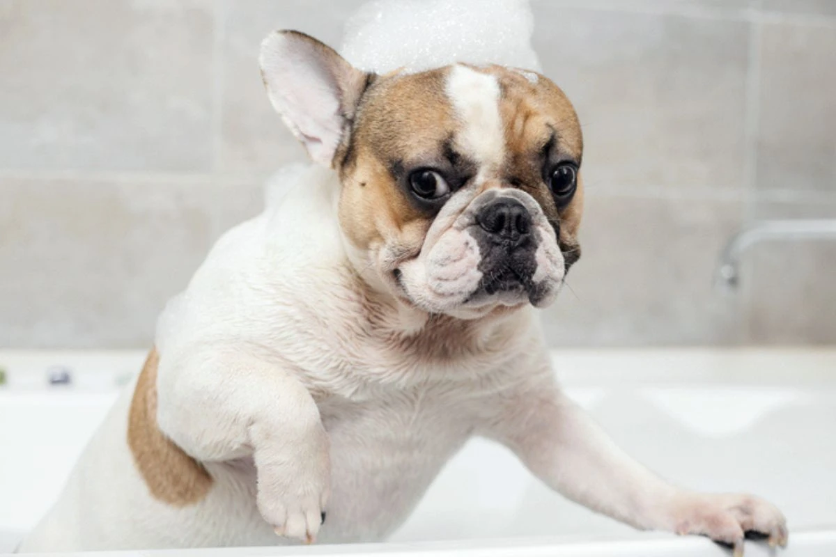 Cães e gatos não devem usar cosméticos de humanos; entenda os riscos