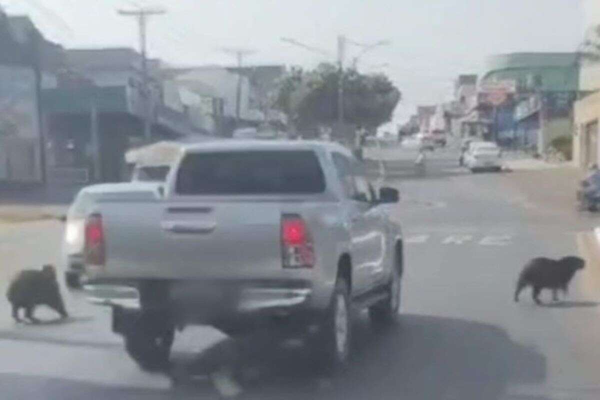 Motorista é multado por quase atropelar família de capivaras. Vídeo