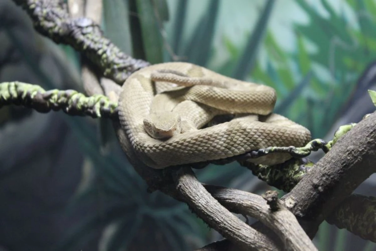 “Milagre”: menino sobrevive a picada de cobra entre as mais venenosas