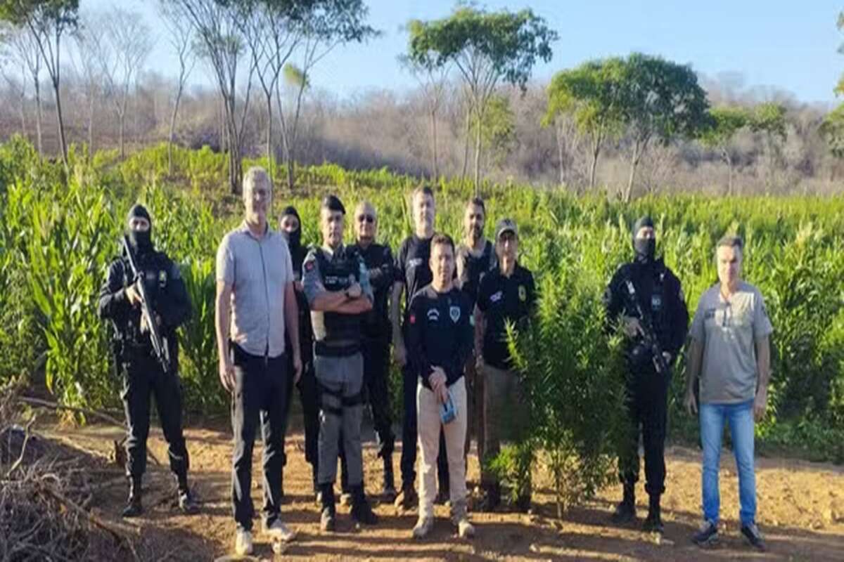 Polícia destrói extensa plantação com mais de 60 mil pés de maconha