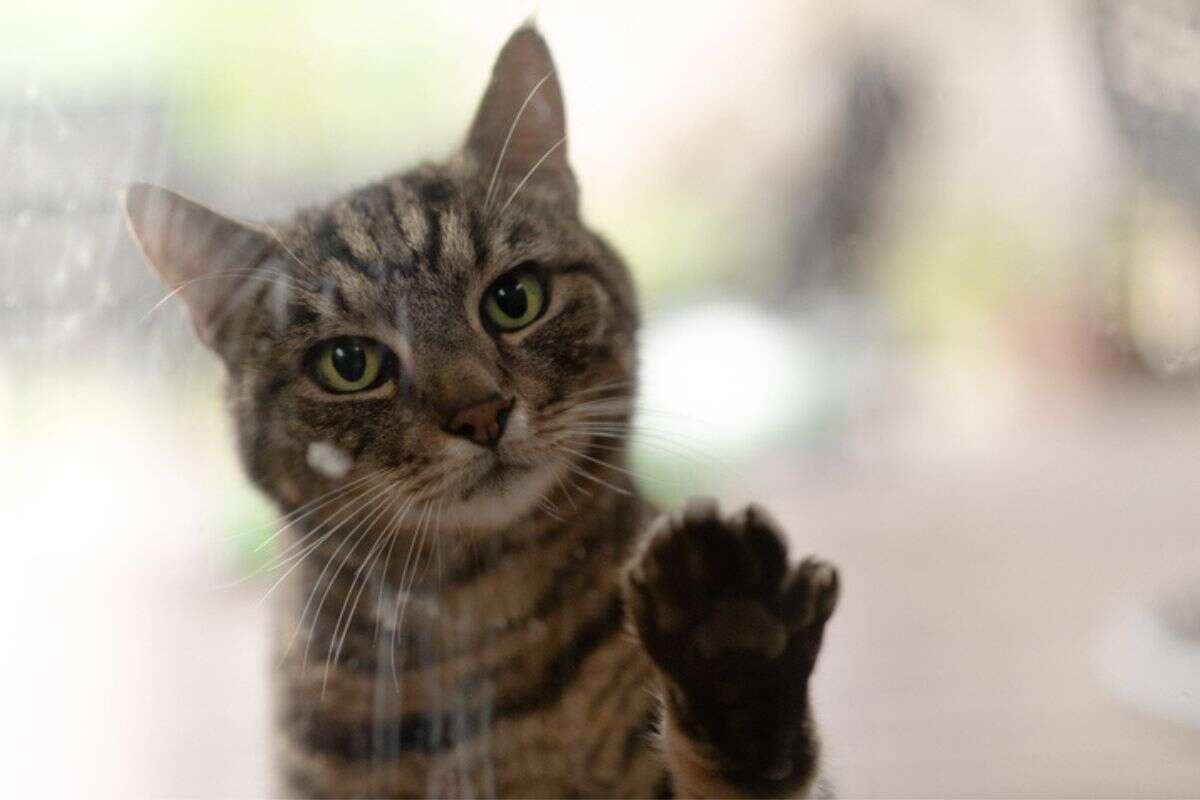 Quanto tempo os gatos podem ficar sozinhos em casa? Experts respondem