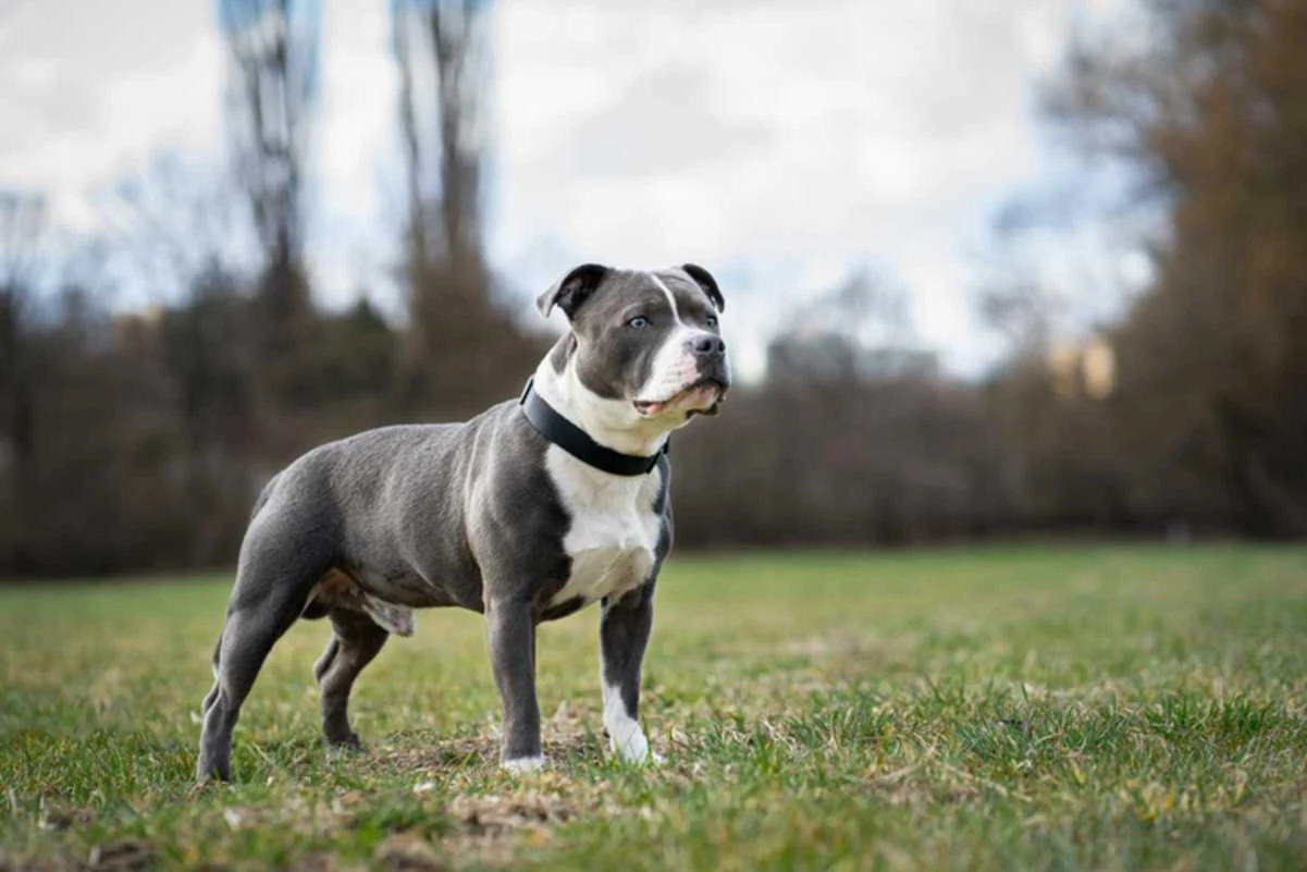 RJ: mulher de 75 anos morre após ser atacada por pit-bull