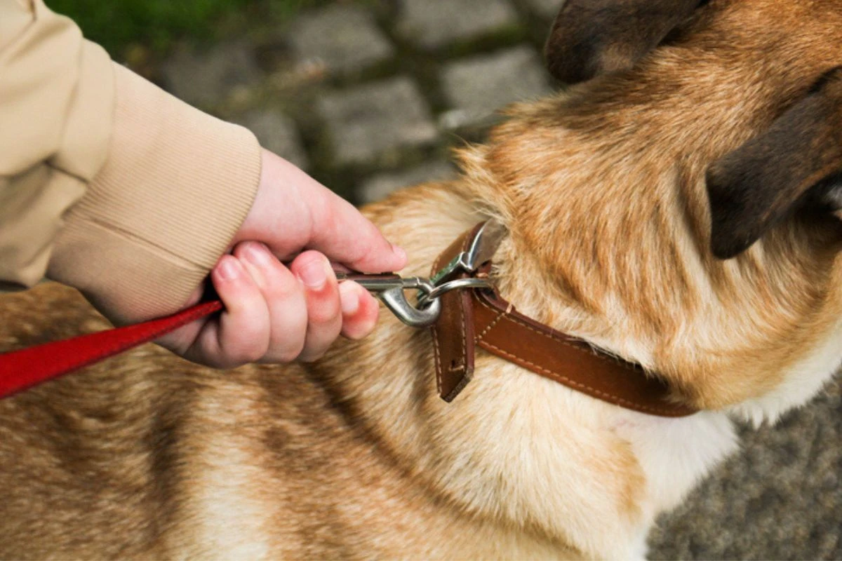 Coleira de pescoço faz mal para os cachorros? Especialistas respondem