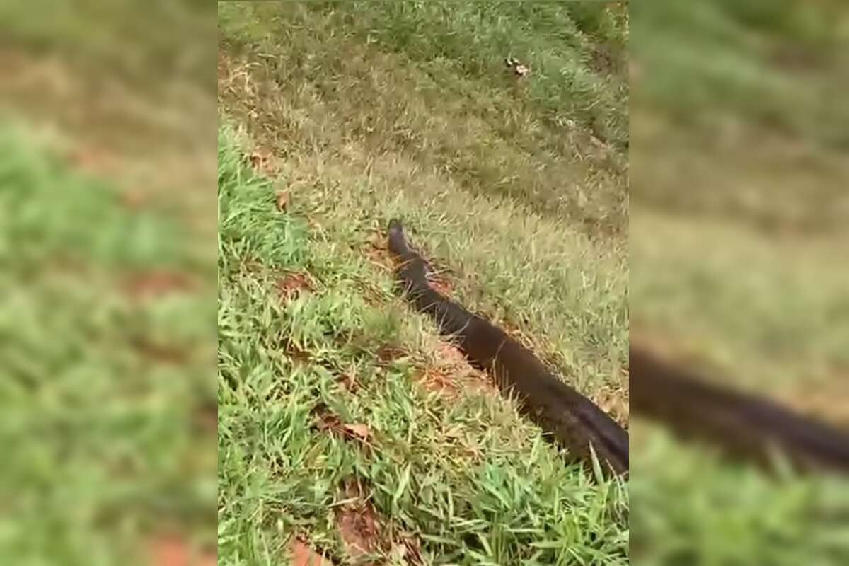 Vídeo: moradores flagram sucuri gigante no interior de Goiás