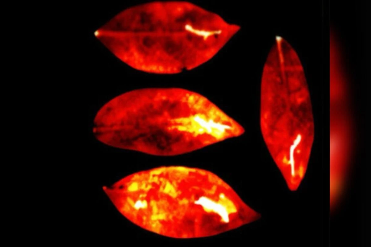 Estudo detecta luz emitida por seres vivos que some após a morte