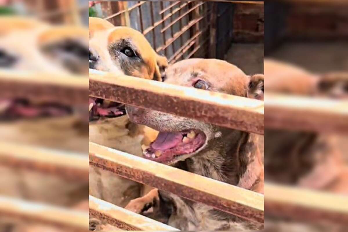 Pai e filho são presos por abandonar pit-bulls sem comida e água no DF