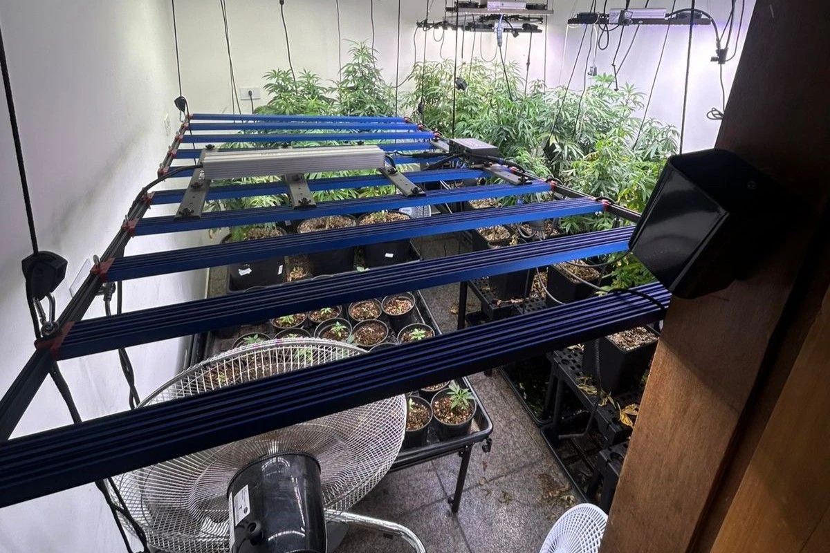 Homem é preso por plantar de maconha e diz que droga era para avó