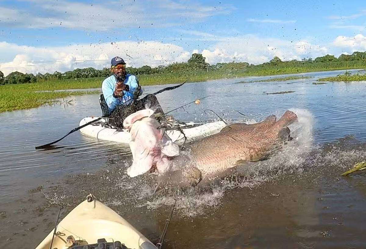 “Indescritível”, diz pescador que fisgou pirarucu de quase 2 m. Vídeo