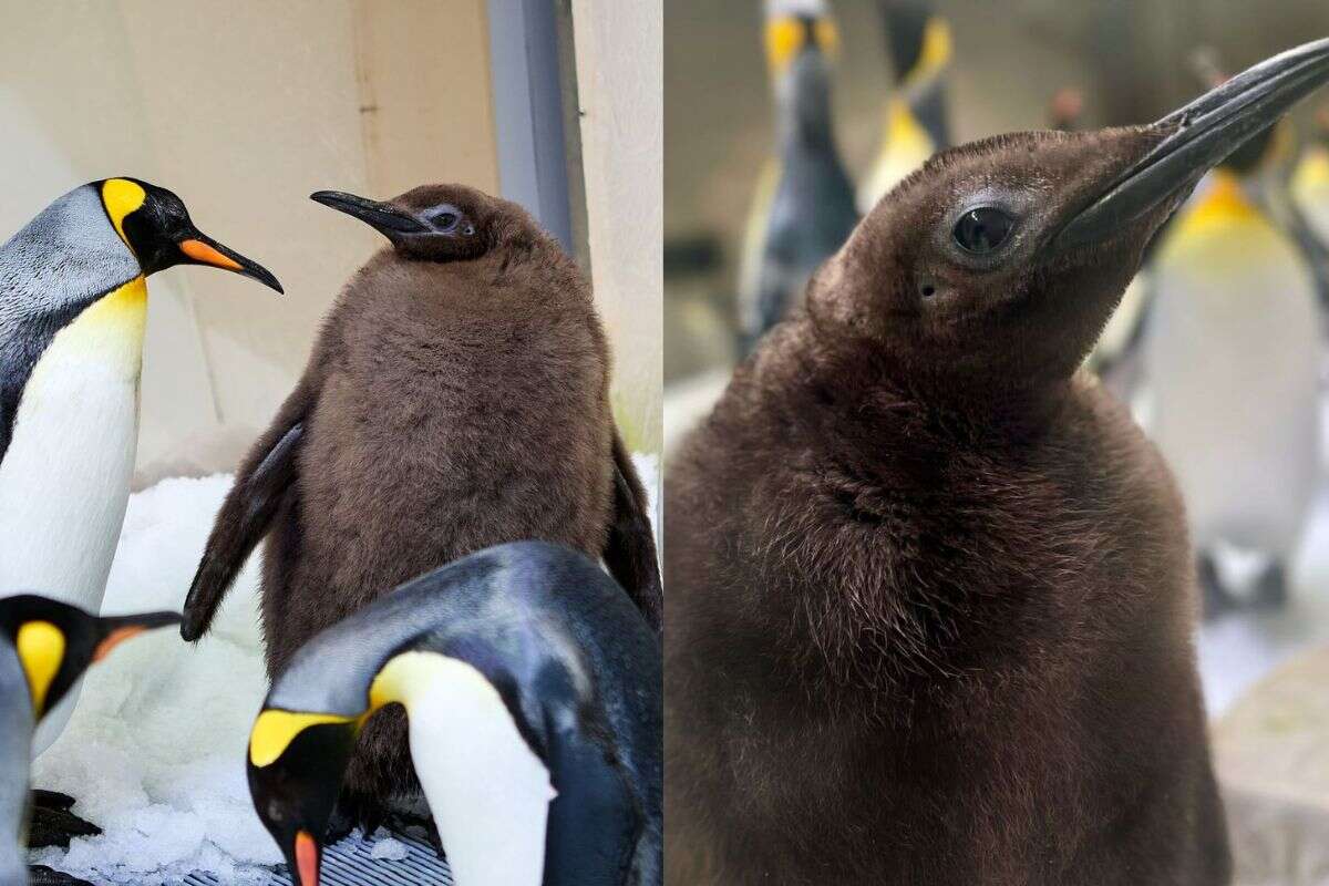 Filhote de pinguim de 20 kg tem gênero anunciado em chá revelação