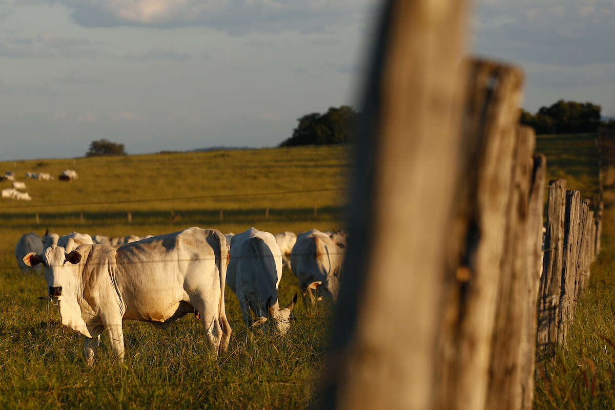 Homem tenta estuprar vaca, leva coice e morre com camisinha no pênis