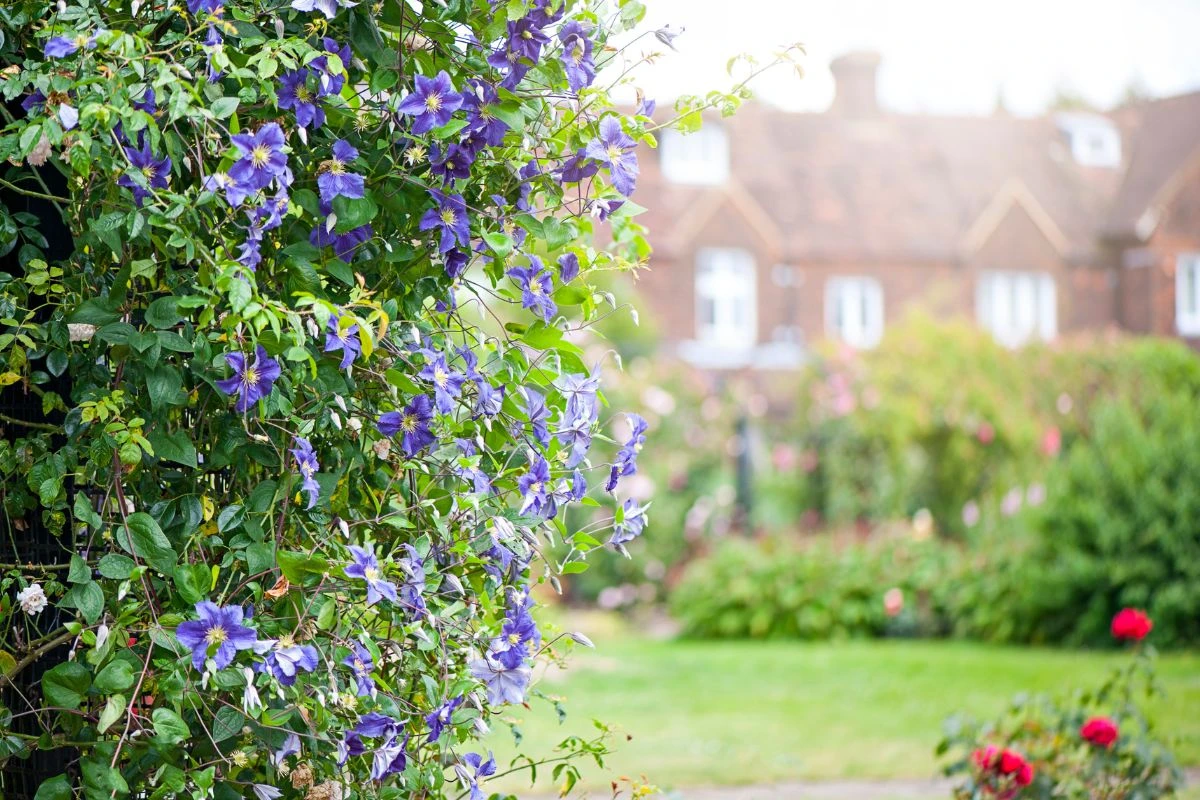 Clematis: como cuidar da planta chamada de “rainha das trepadeiras”