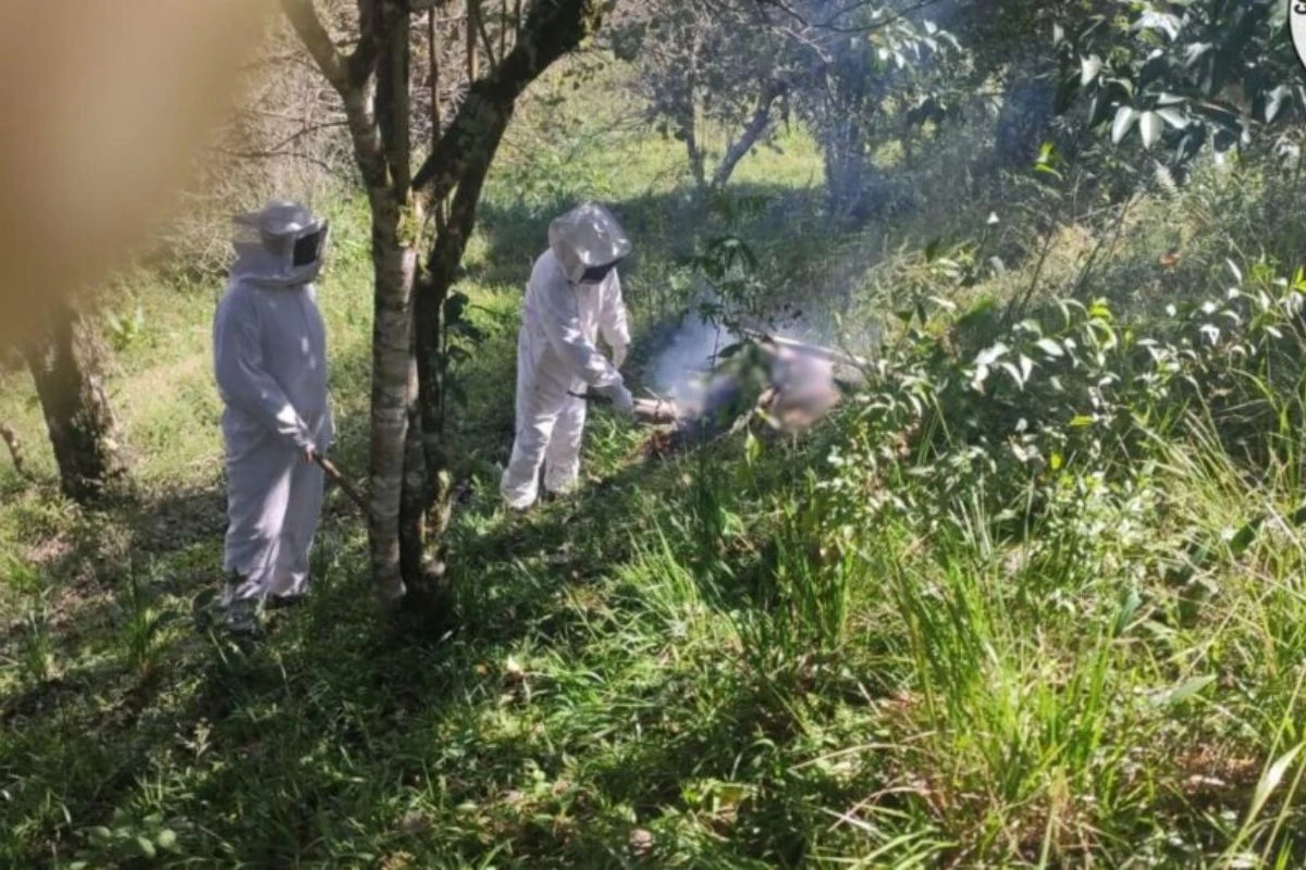 Cachorro é atacado por enxame de abelhas e morre em chácara