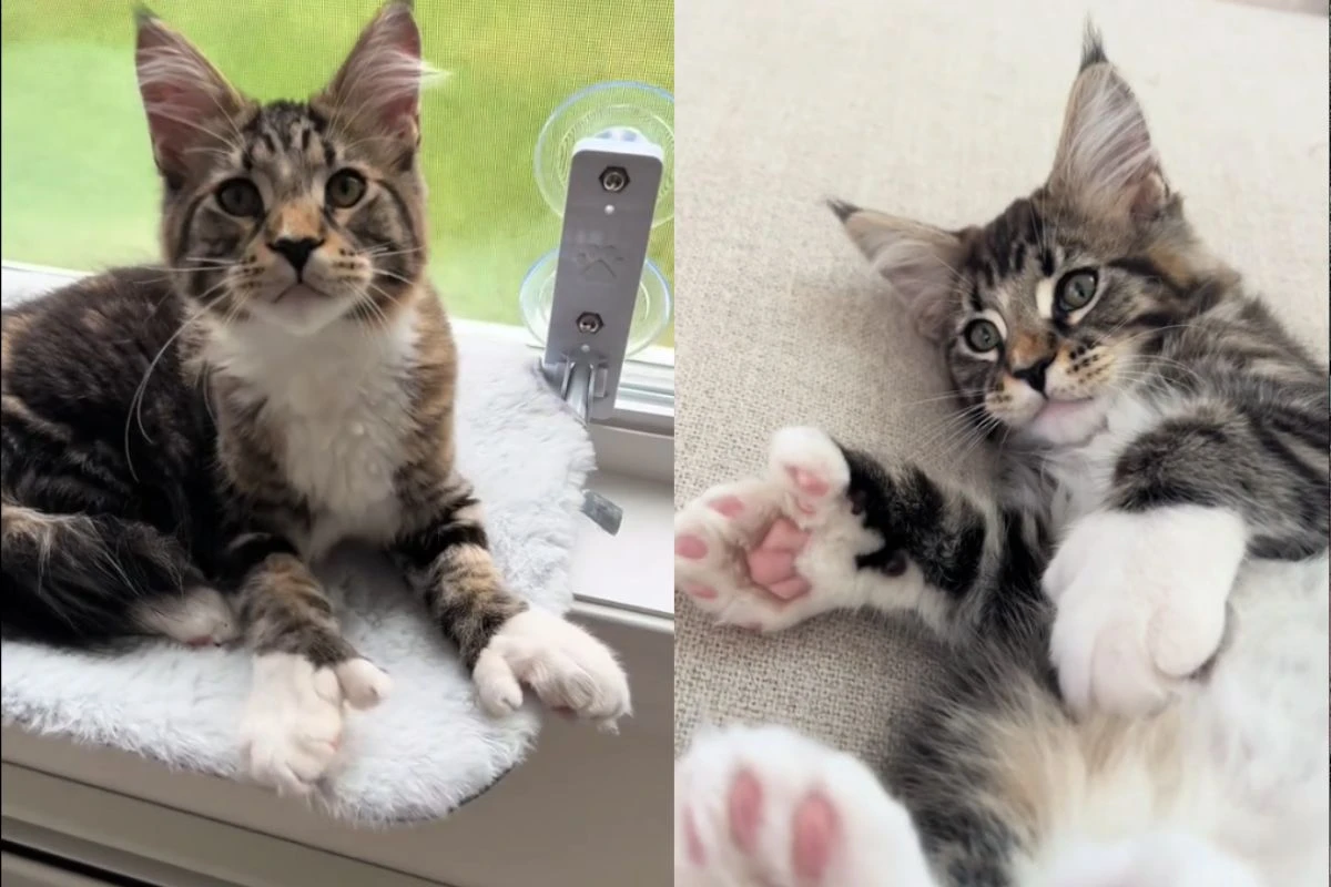 Gatos polidáctilos: os felinos de “luvinha” que conquistam corações