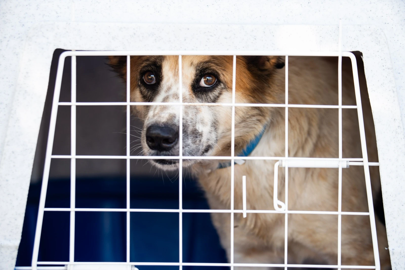 Queda no poder aquisitivo leva britânicos a abandonarem seus animais