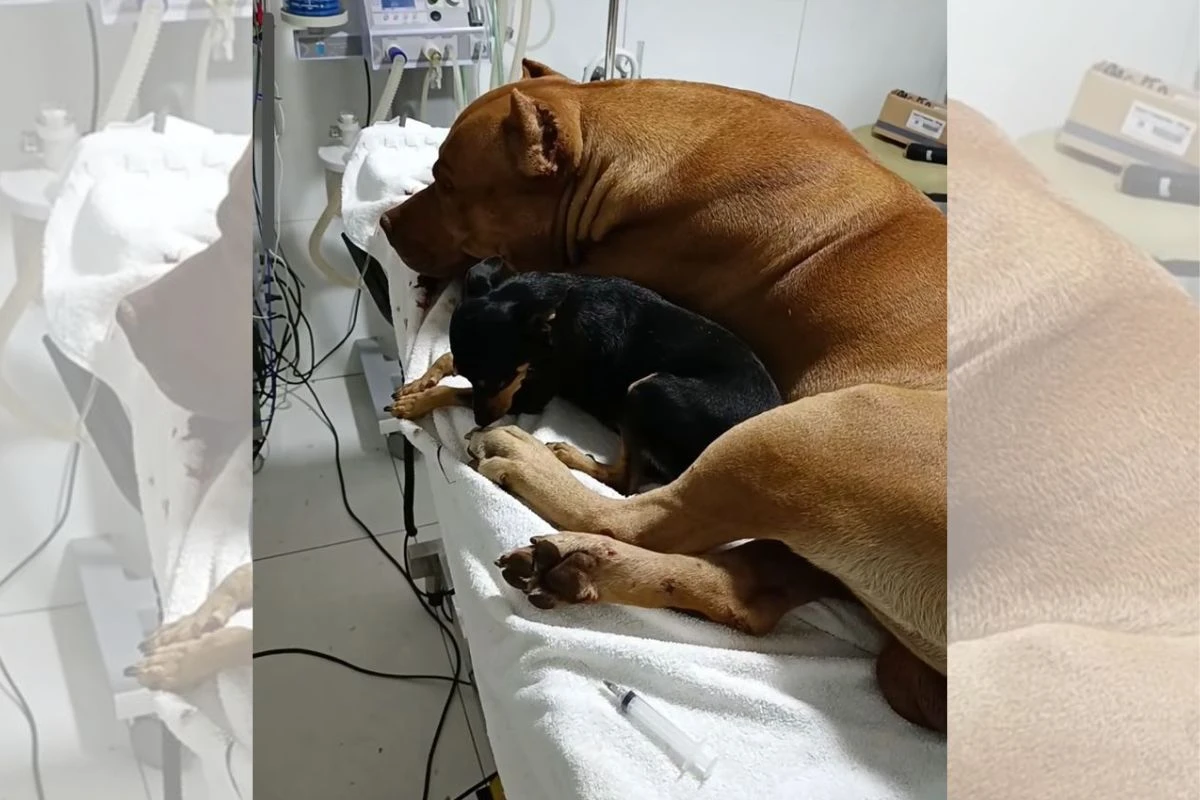 Pinscher não desgruda de pit-bull e se recusa a largar “irmão” ferido