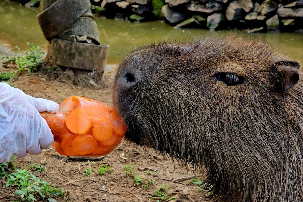 RS: animais de zoo ganham picolés para enfrentar recorde de calor