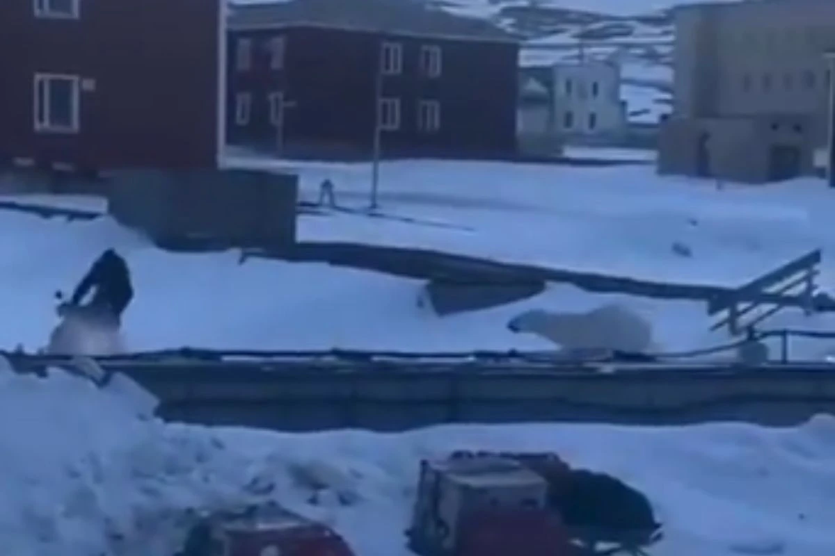 Vídeo: homem corre pela vida e foge de ataque de urso polar na Noruega