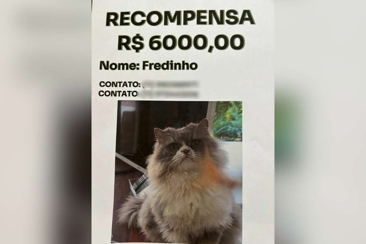 Após ter moto roubada, homem ganha R$ 6 mil por achar gato sumido