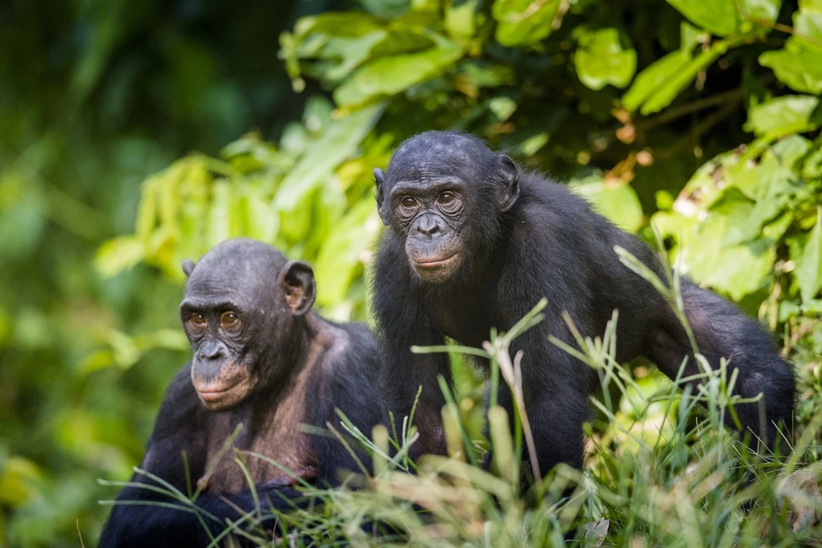 Rir para ser feliz: macacos ficam mais otimistas quando escutam risos