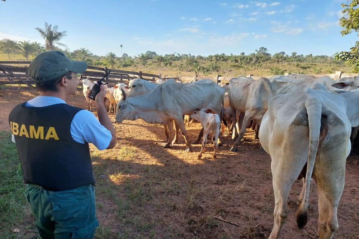 Pará: PF faz operação contra criação ilegal de gado em terra indígena