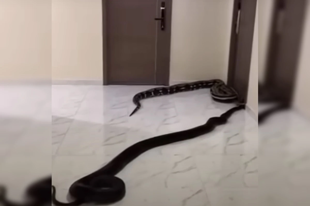 Homem solta cobras em prédio após briga por latidos de cachorro. Vídeo