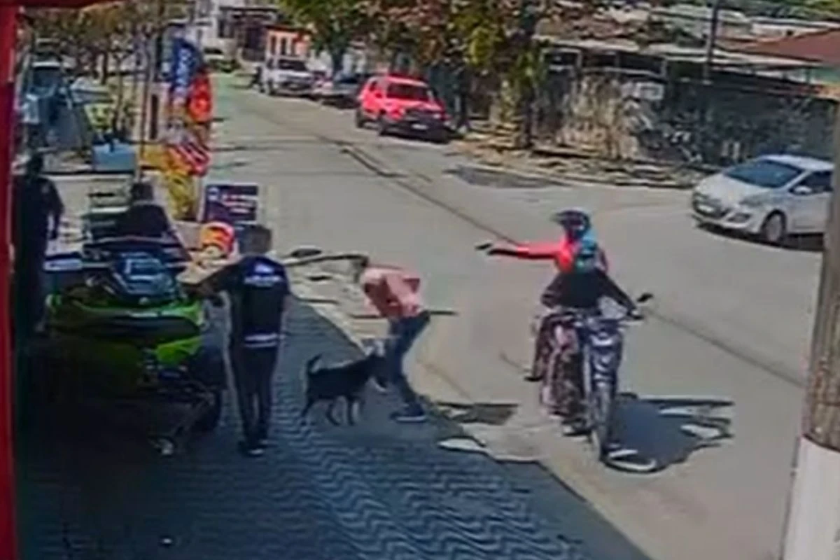 Vídeo: cão defende dono em tentativa de roubo e frustra assalto